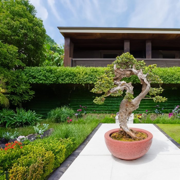 bonsai saksisi