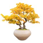 dis-mekan-buyuk-beton-saksi